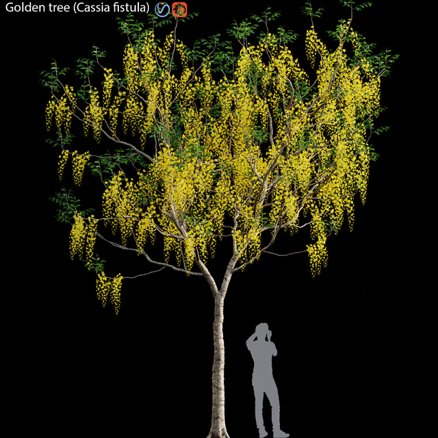 Golden tree (Cassia fistula) # 3 — Descargar