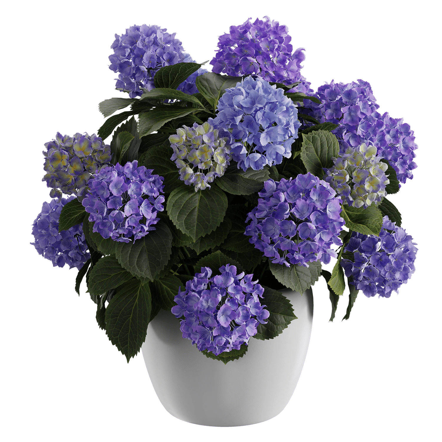 plant hydrangea mophead 004 — Descargar