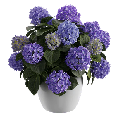 plant hydrangea mophead 004 — Descargar