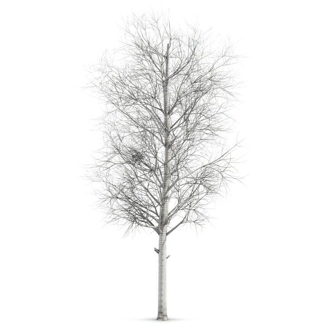 poplar Siberian — Descargar