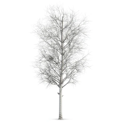poplar Siberian — Ver 2