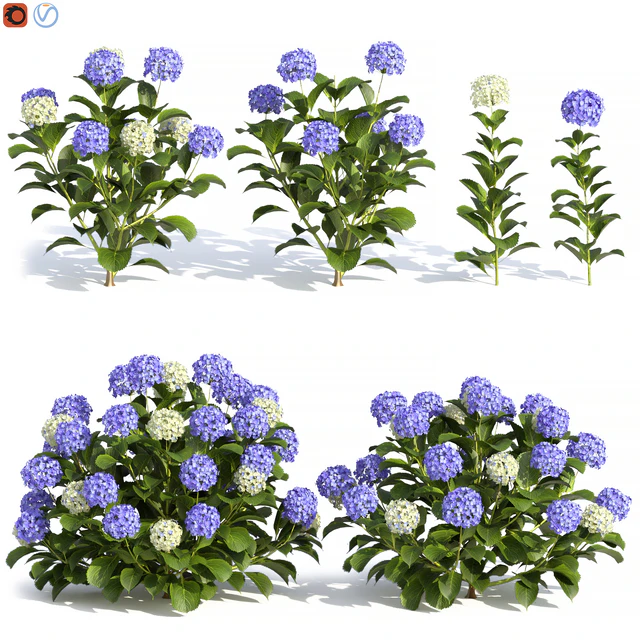 Hydrangea Flowers — Скачать