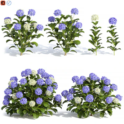 Hydrangea Flowers — Вид 1
