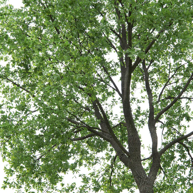 Oak — Descargar