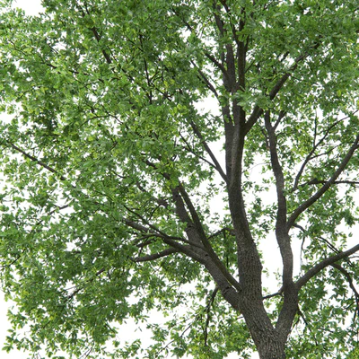 Oak — Ver 5