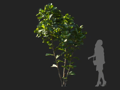 ficus lyrata 005 — Скачать
