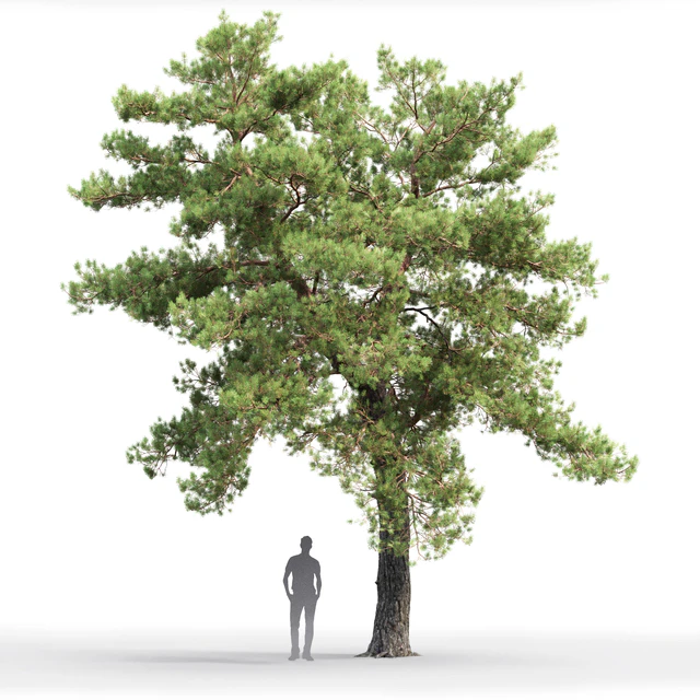 Pine — Descargar