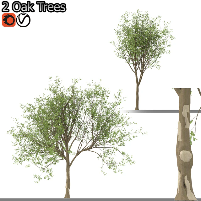 Set of Korean Oak and simple Oak Trees — Descargar