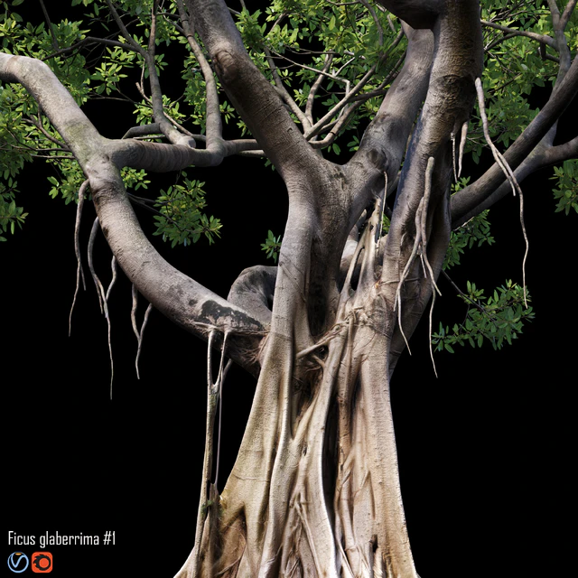 Ficus — Descargar