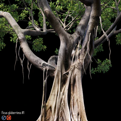 Ficus — Ver 2