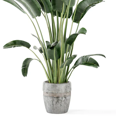 Indoor Plants in rusty Concrete Pot - Set 124 — View 3