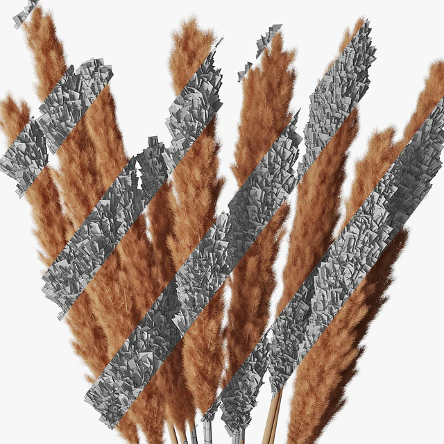 Pampas grass 05 — Descargar