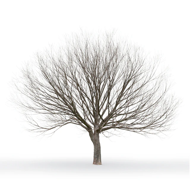 Willow — Descargar