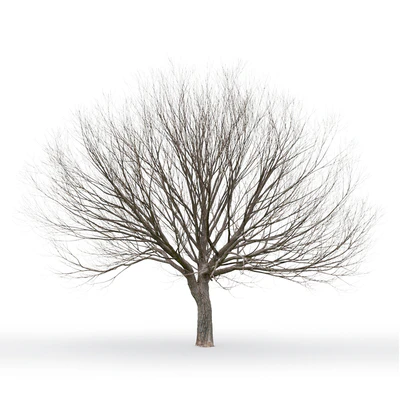 Willow — Ver 4