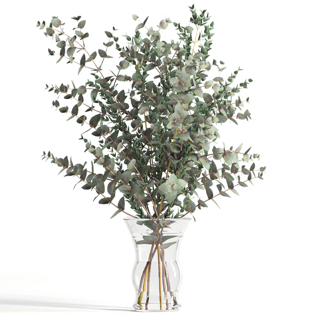 Bouquet of 2 types of eucalyptus — Descargar
