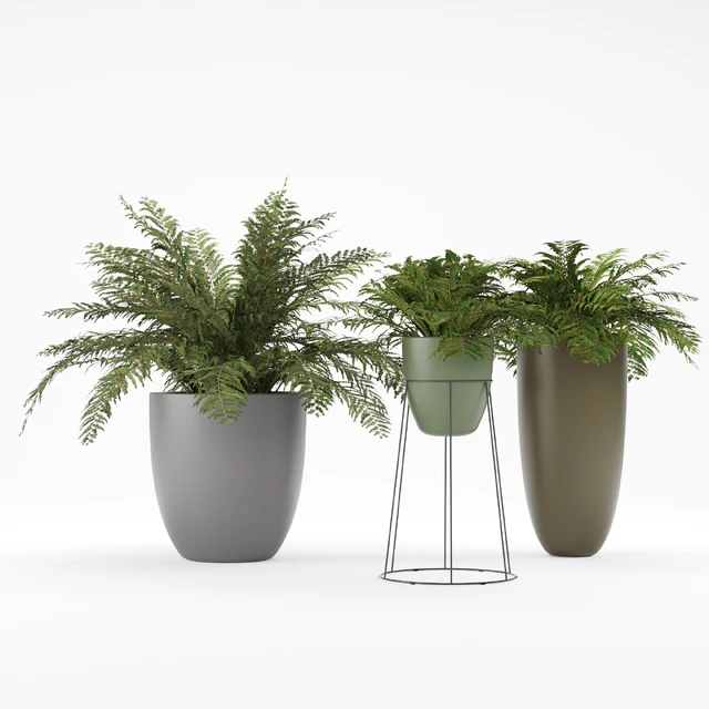 Plant 1 - Ferns — Скачать