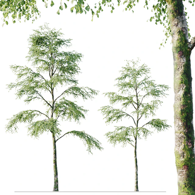 Alder 21m — Descargar
