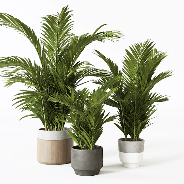Palms — Скачать