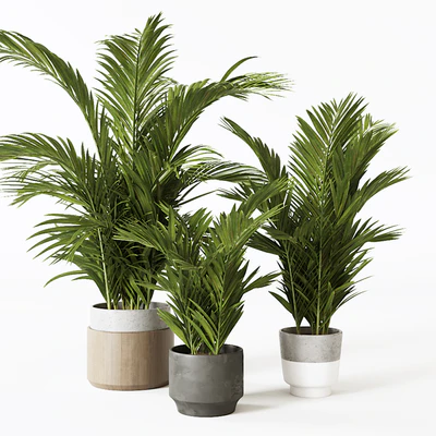 Palms — Вид 1