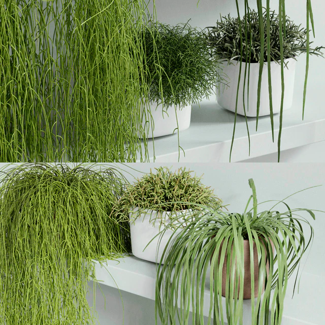RHIPSALIS Set 01 — Descargar