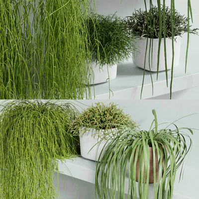 RHIPSALIS Set 01 — Ver 3