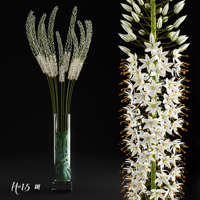 Eremurus / Eremurus — Descargar