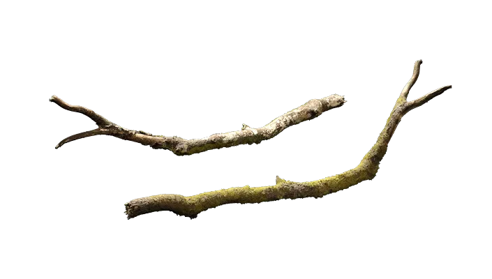 mossy branch 001 — Descargar