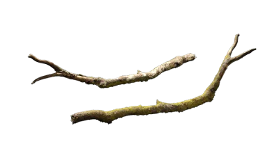 mossy branch 001 — Descargar