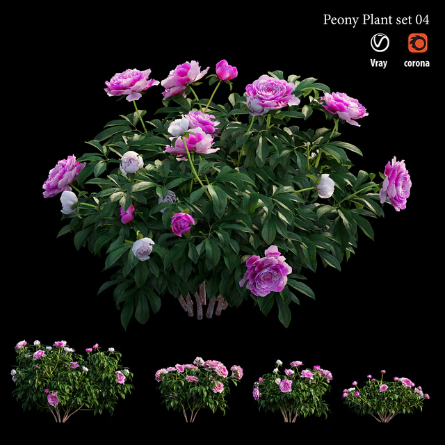 Peony plant set 04 — Descargar