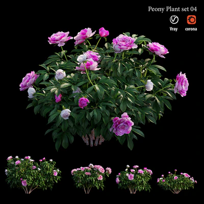 Peony plant set 04 — Ver 5