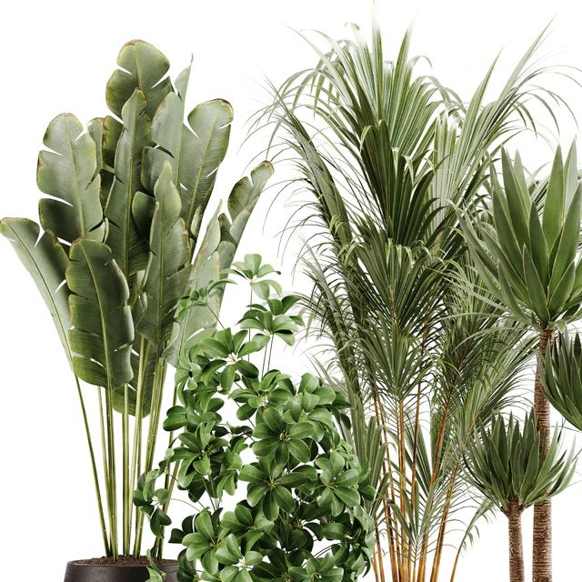 indoor plant Set 13 — Скачать