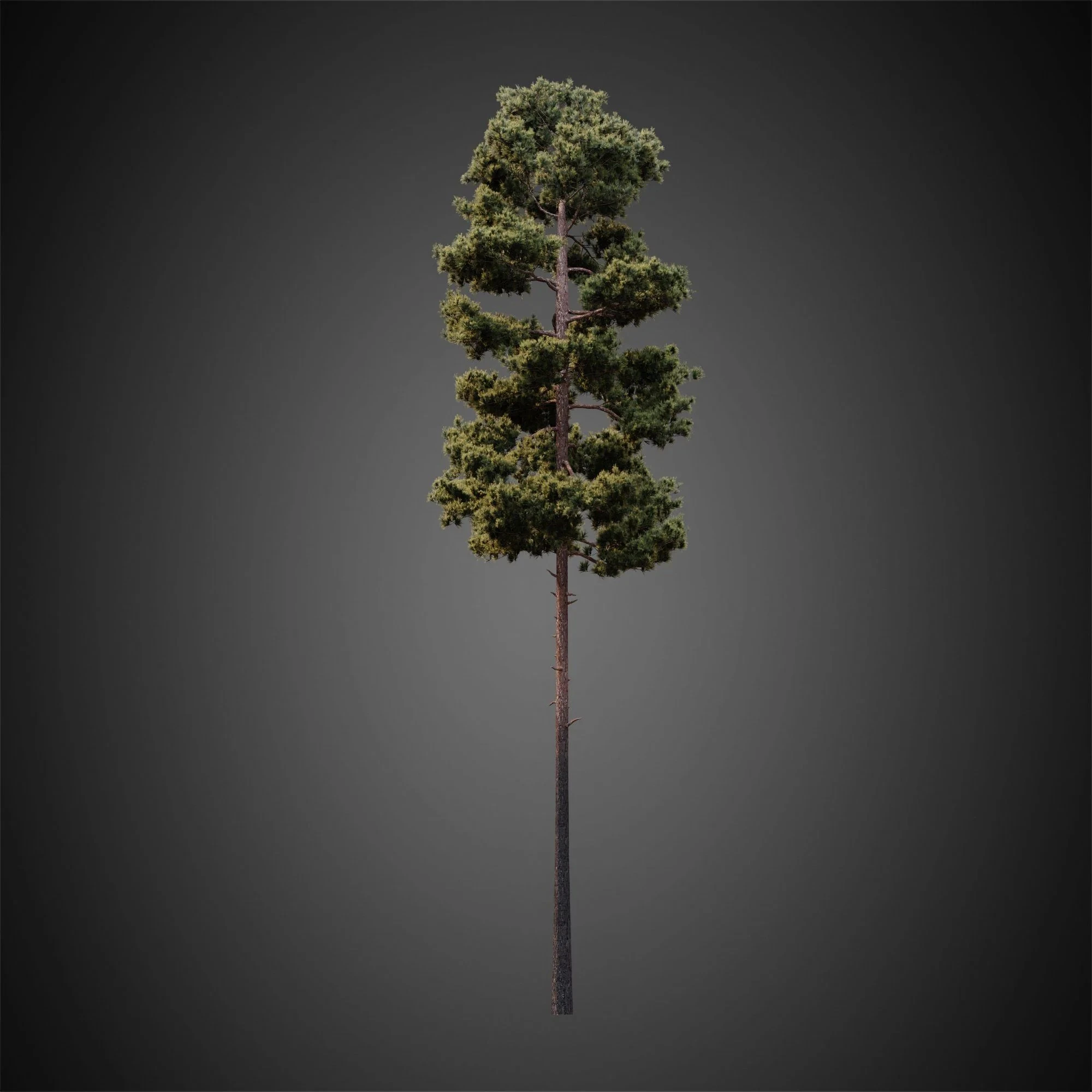006 — Download