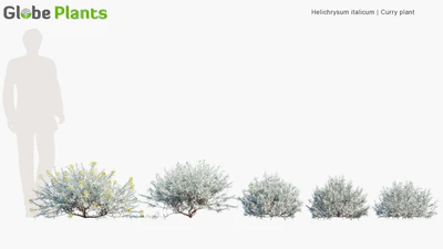 helichrysum italicum — download