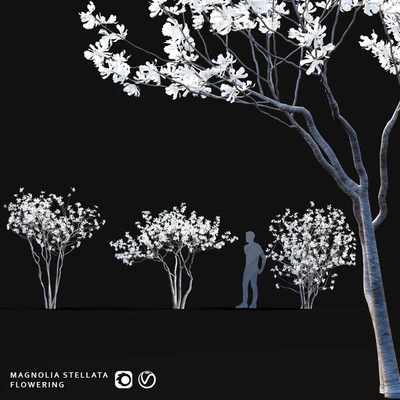Магнолия звездчатая | Magnolia stellata flowering — Вид 1