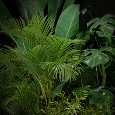 Plants collection 196 — Ver 3