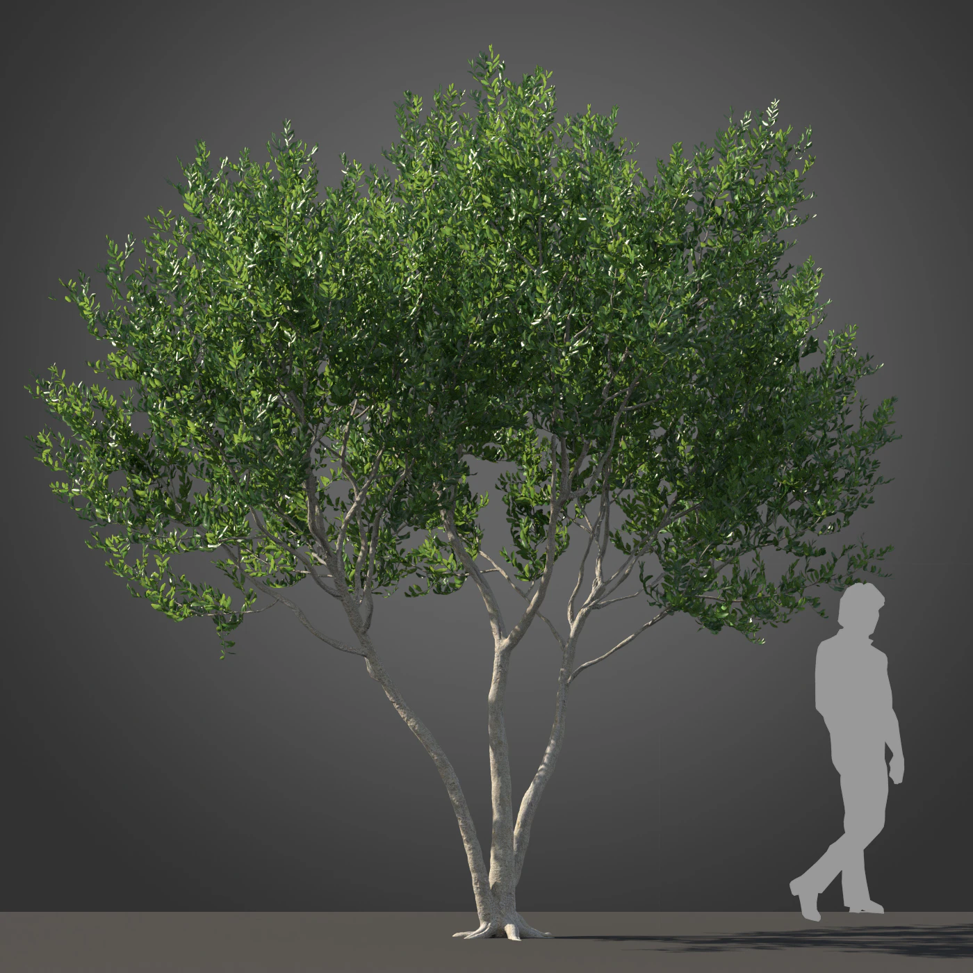 subtropical trees 031 — Скачать