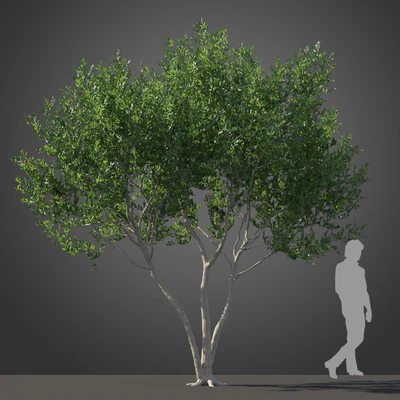 subtropical trees 031 — Скачать