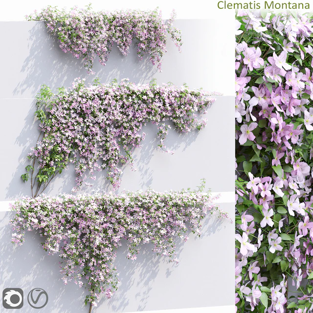 Clematis Montana #1 — Скачать