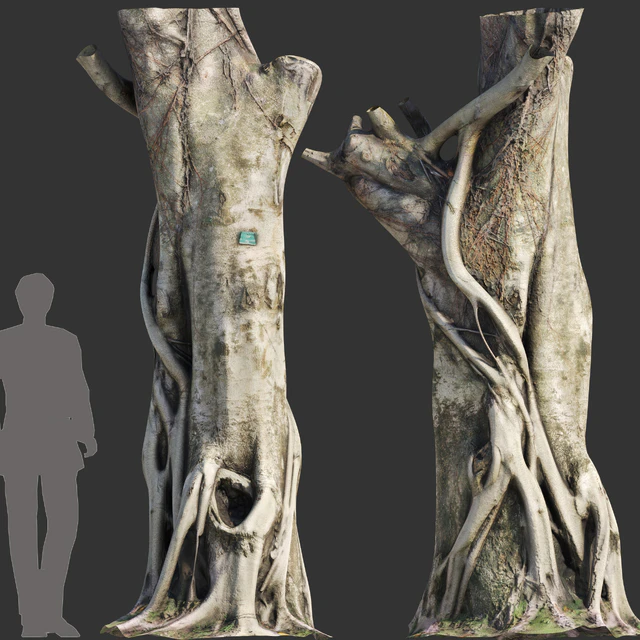 Ficus Tree Trunk 10 — Descargar