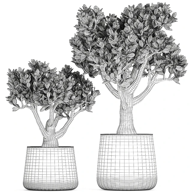 Collection of plants in metal pots with flower Crassula. Set 930. — Descargar