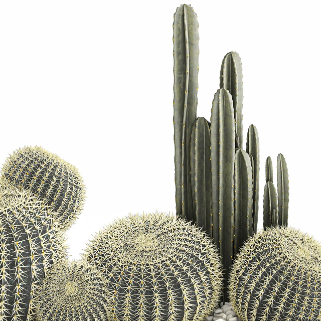 Collection of desert plants in a vase of cacti, cereus and echinocactus, barrel cactus. Set 1097. — Descargar