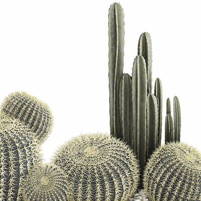 Collection of desert plants in a vase of cacti, cereus and echinocactus, barrel cactus. Set 1097. — Ver 3