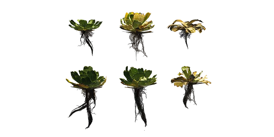 water cabbage 001 — Descargar