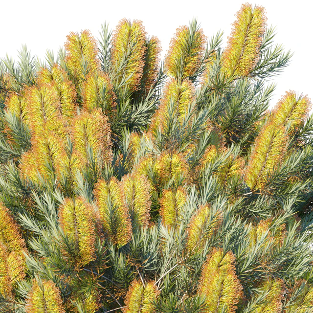 Banksia spinulosa | Cherry Candles — Скачать