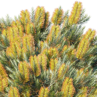 Banksia spinulosa | Cherry Candles — Вид 2