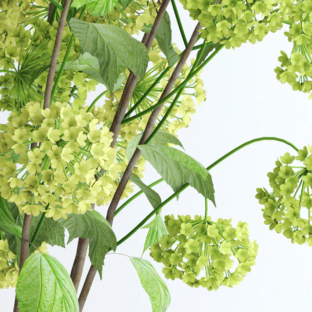 Viburnum — Скачать
