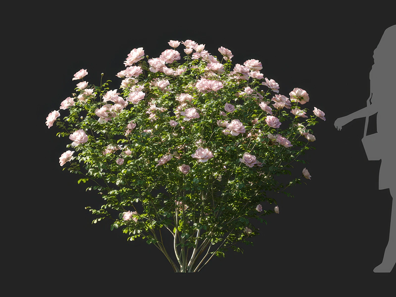 champagne rosa 003 — Скачать