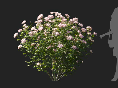 champagne rosa 003 — Скачать