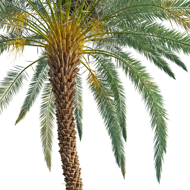 Phoenix dactylifera — Download