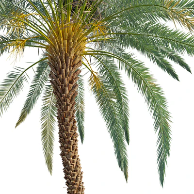 Phoenix dactylifera — View 4